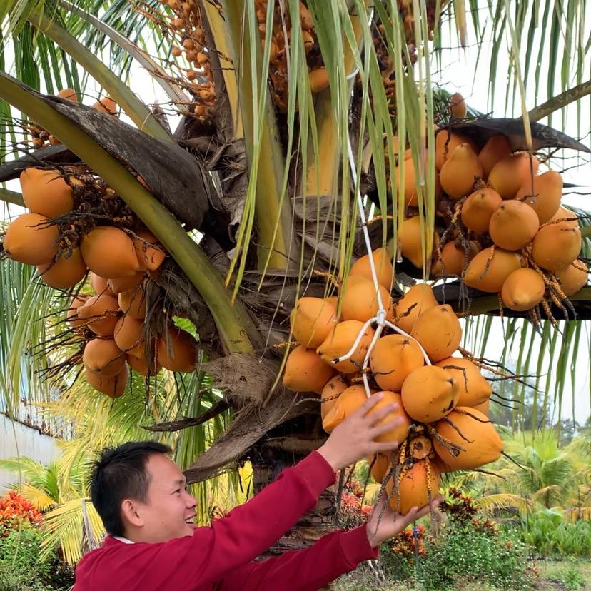 海岛热带水果报社