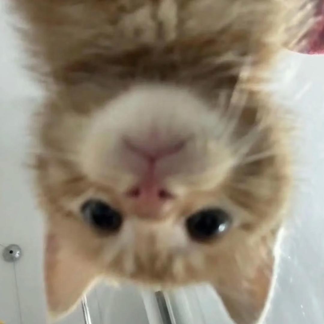 我只是一只熊