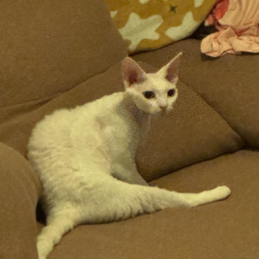 桃子酱