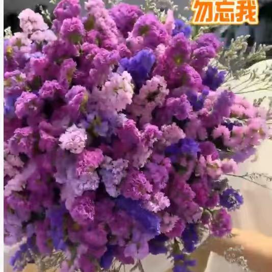 勿忘我来啦
