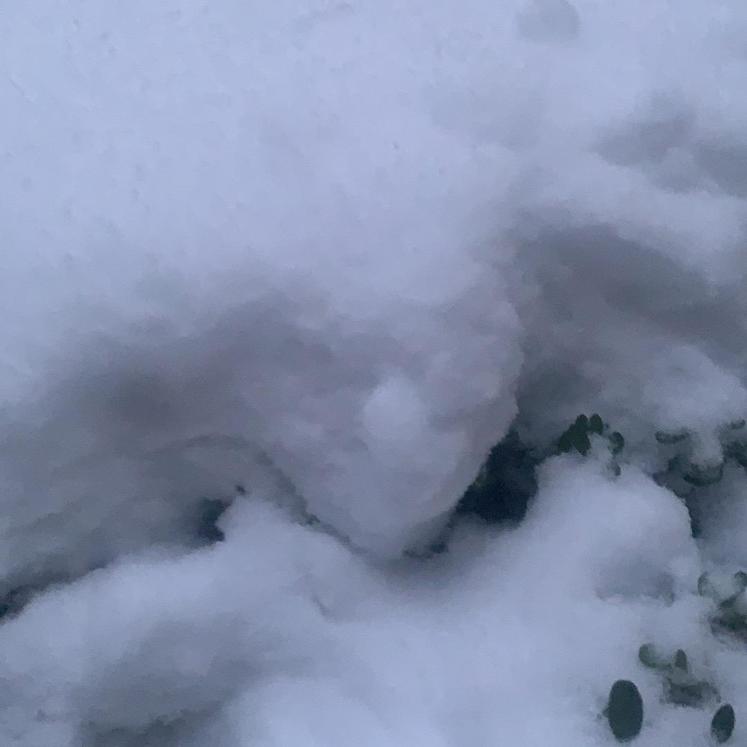 狄龙