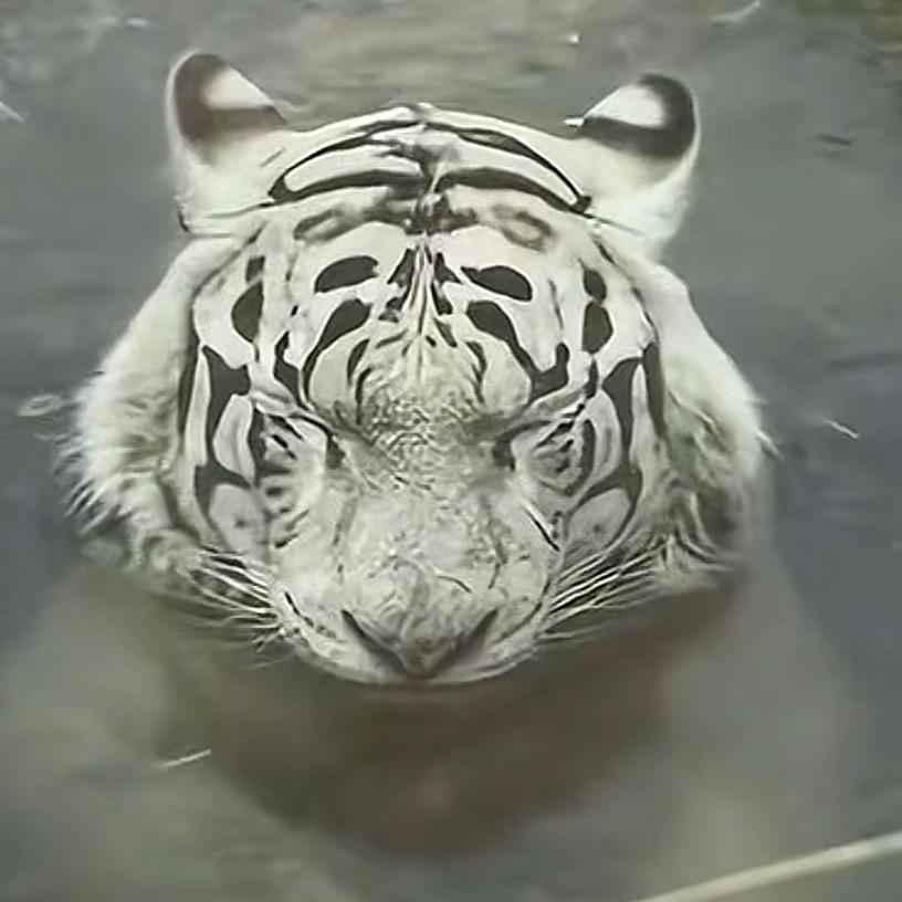 艾萝