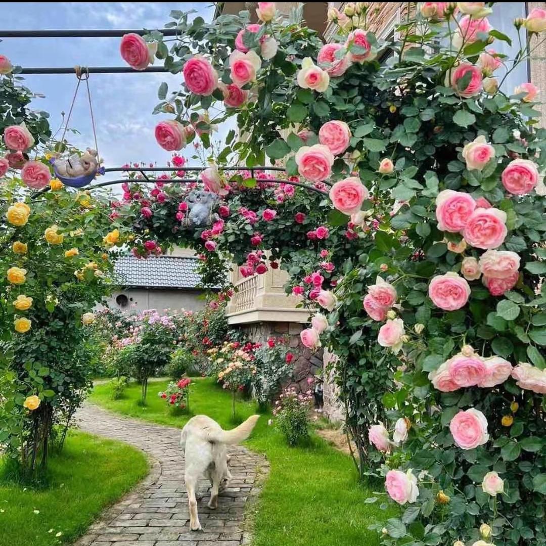 陌上花开园艺基地