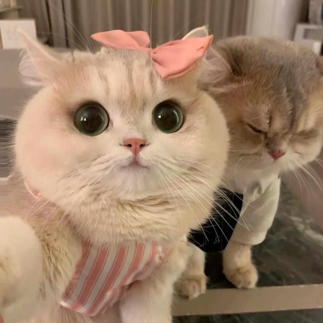 @猪猪鲸鱼