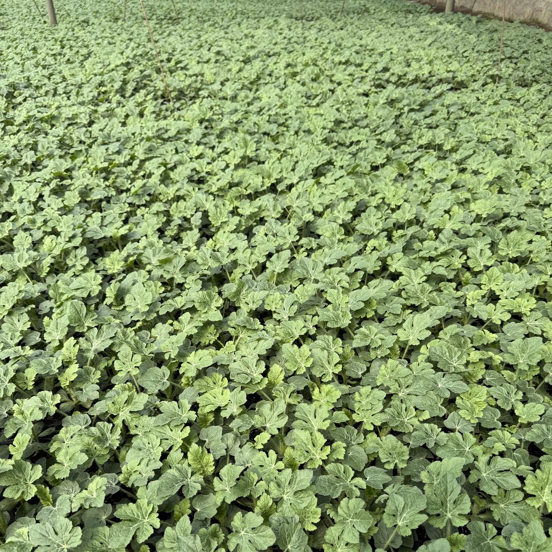 宿州市埇桥区文永种植农民专业合作社