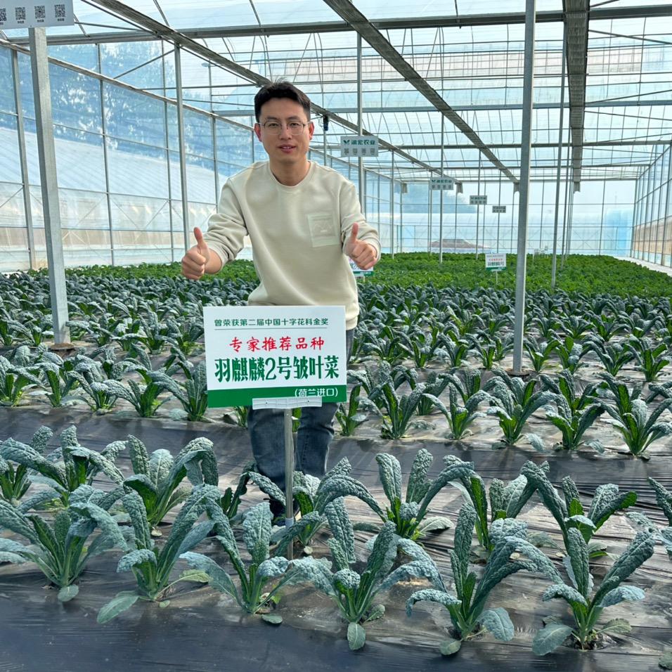 羽麒麟（进口）羽衣甘蓝种植基地