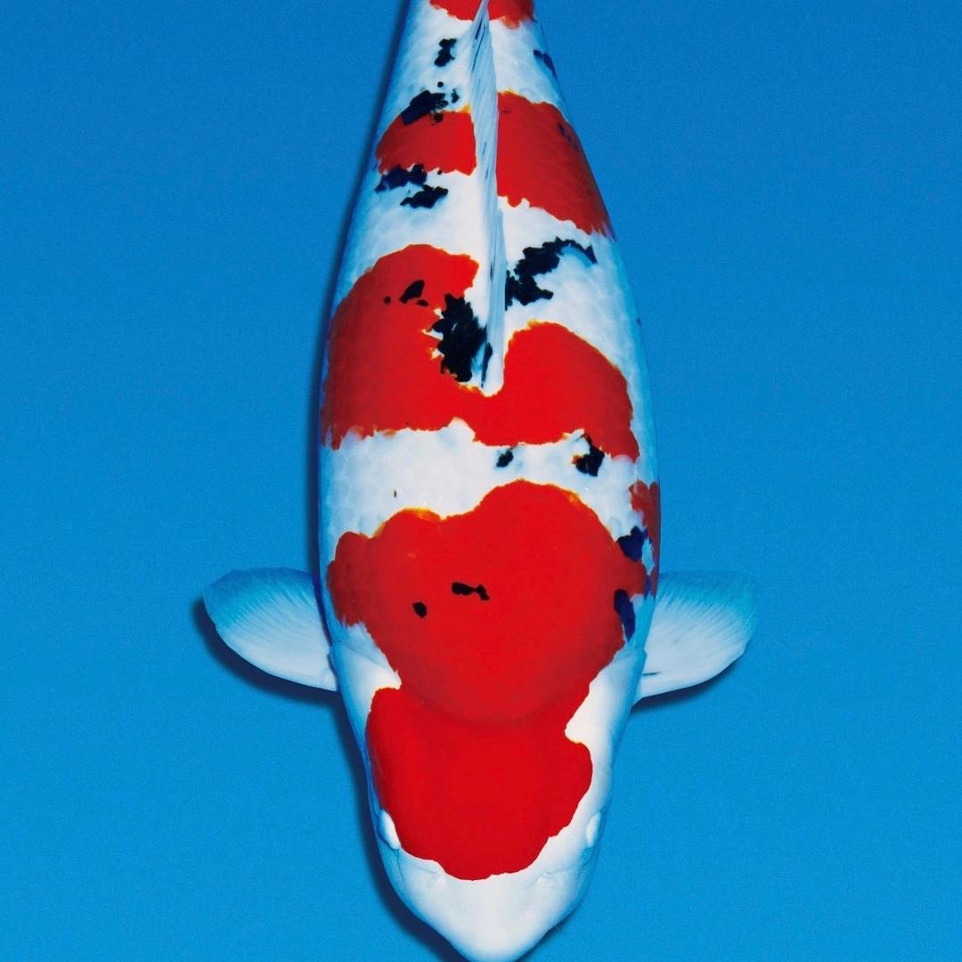 海风神阳樱花统一锦鲤饲料