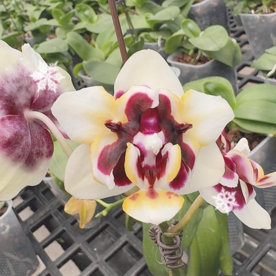 广东佛山蝴蝶兰