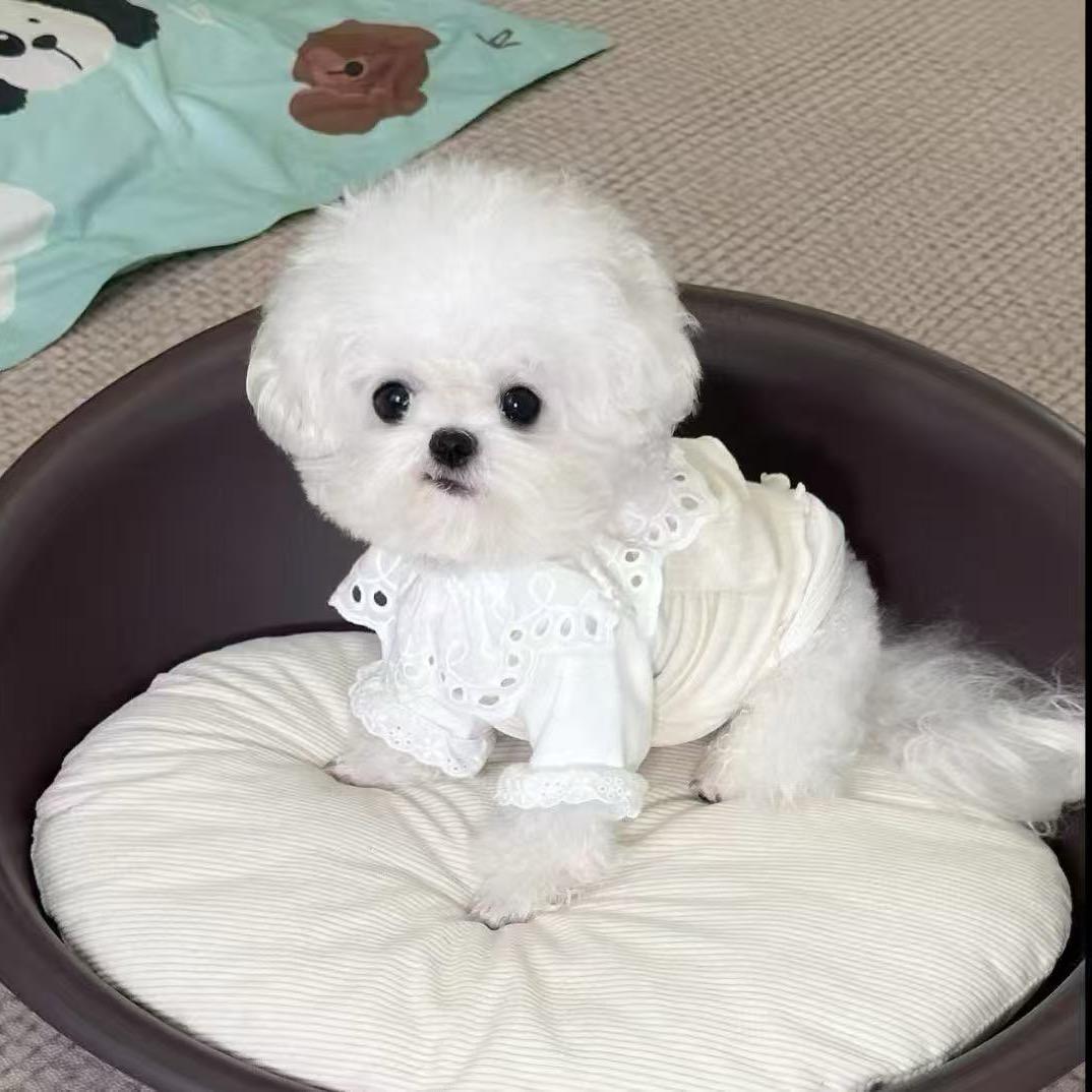 辛巴小比熊