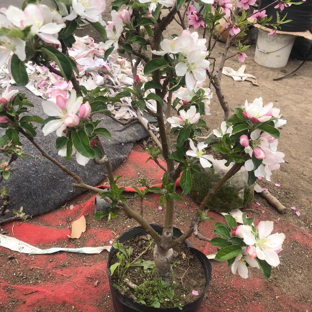 花花苗木