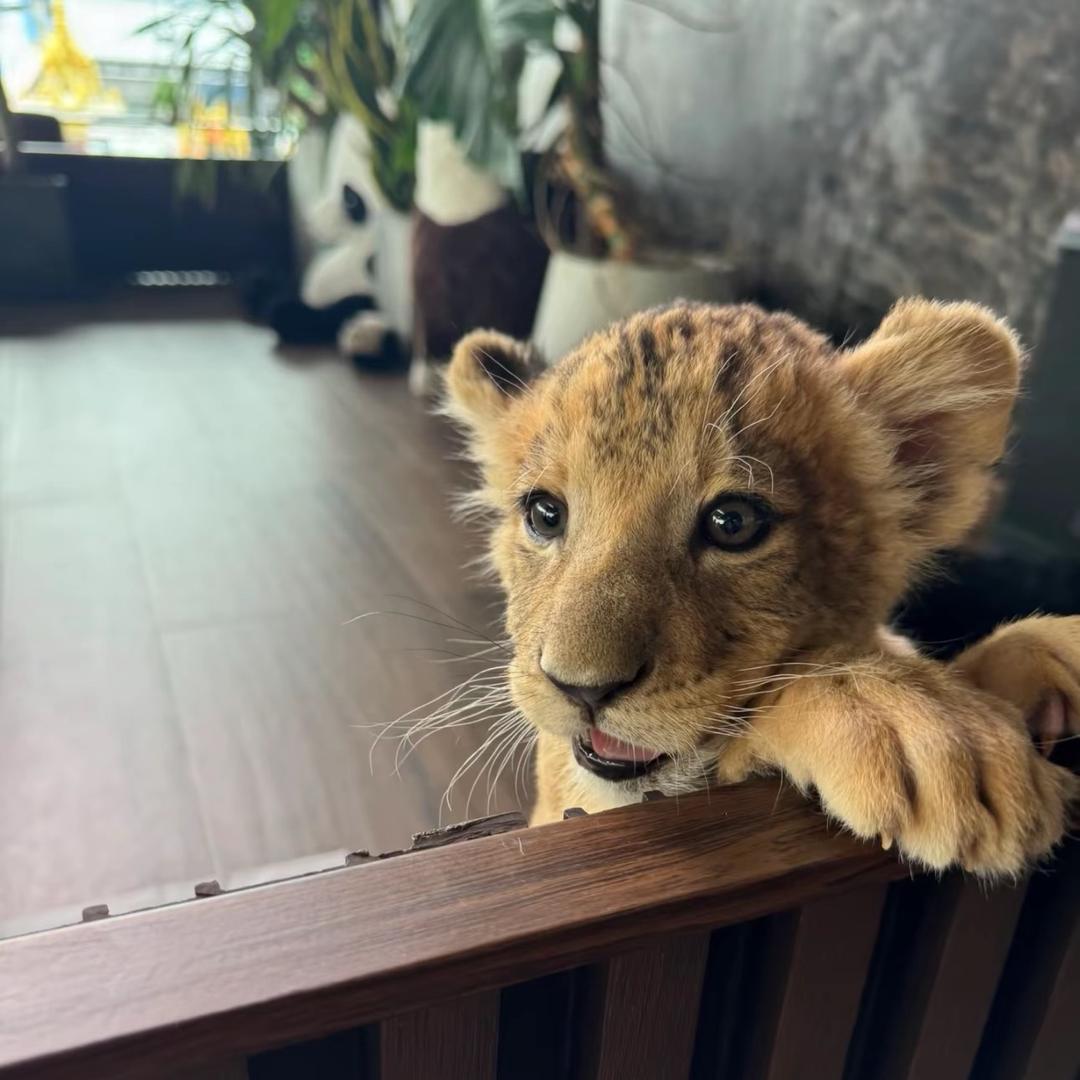 人傻嘴不甜还没钱