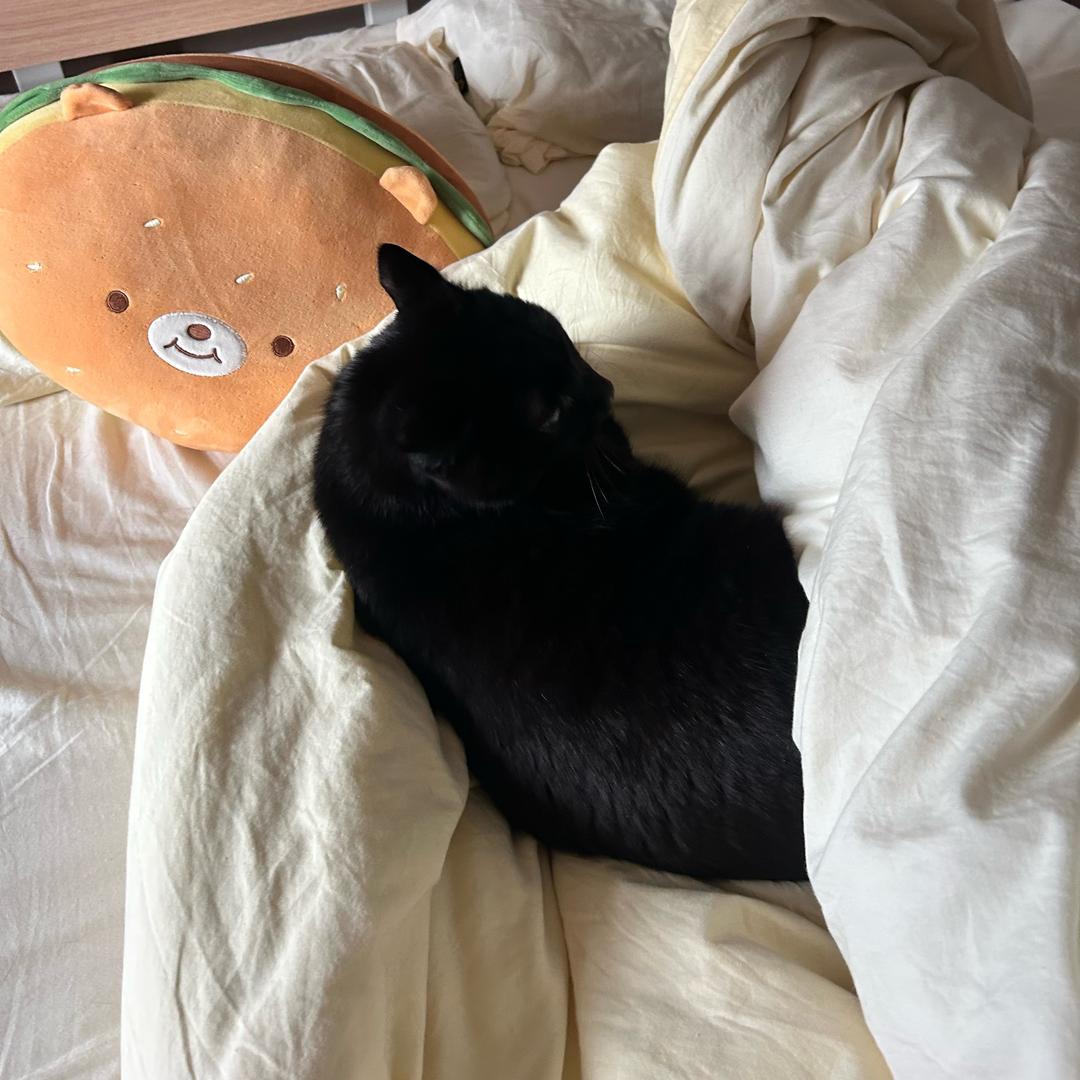 记录我的小猫🐱