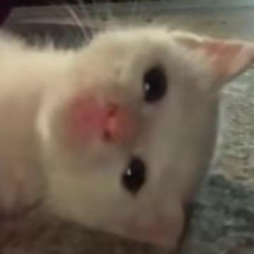 李不想
