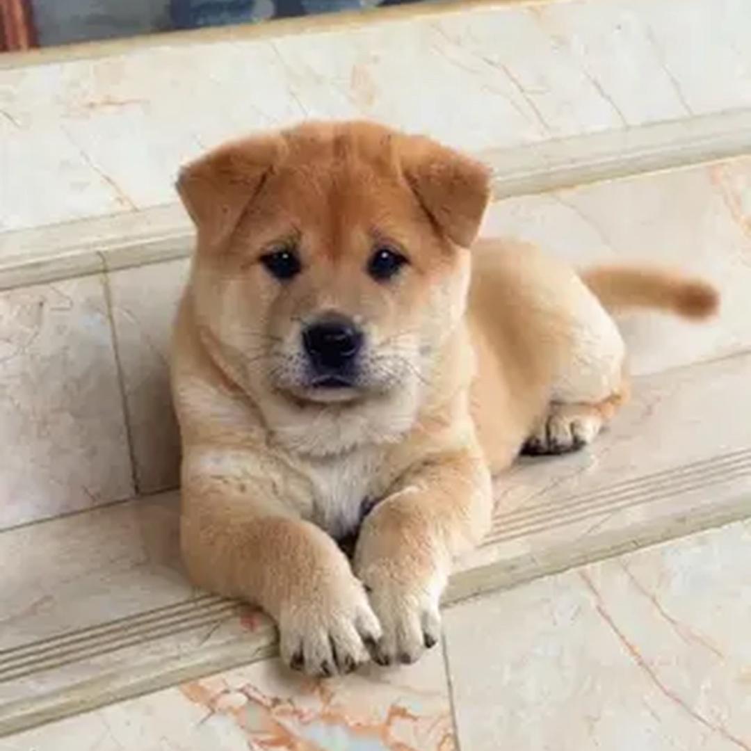 我家狗会捉迷藏