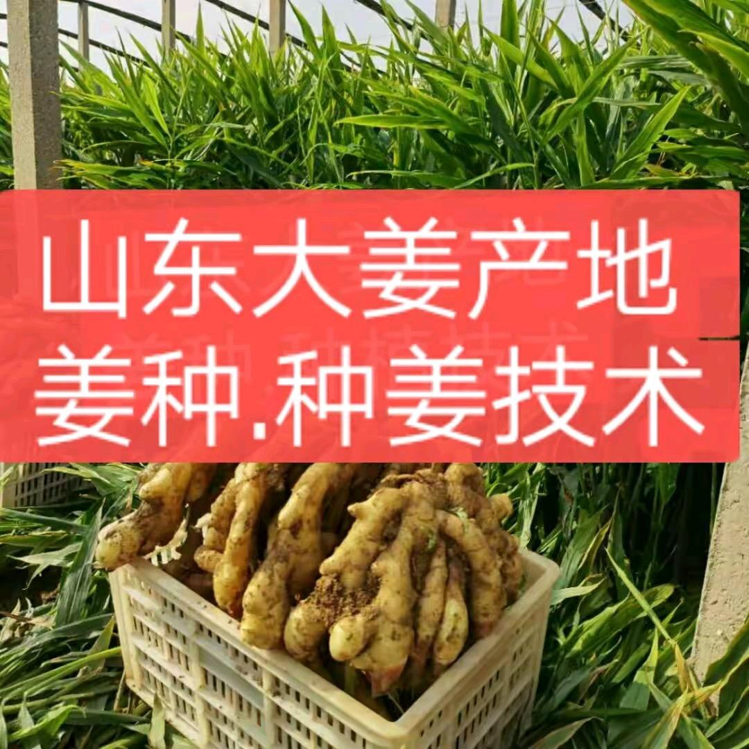 山东姜来美好