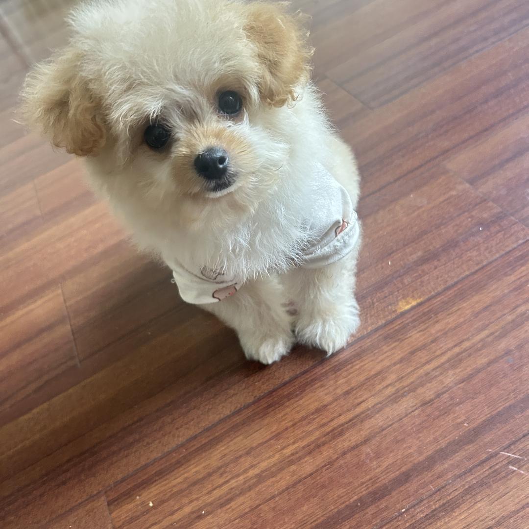 小福泉