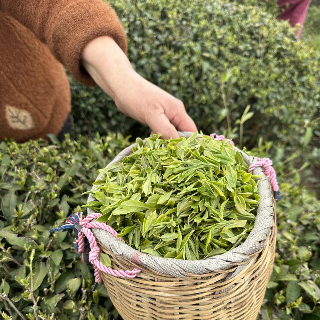 黔茗香茶叶