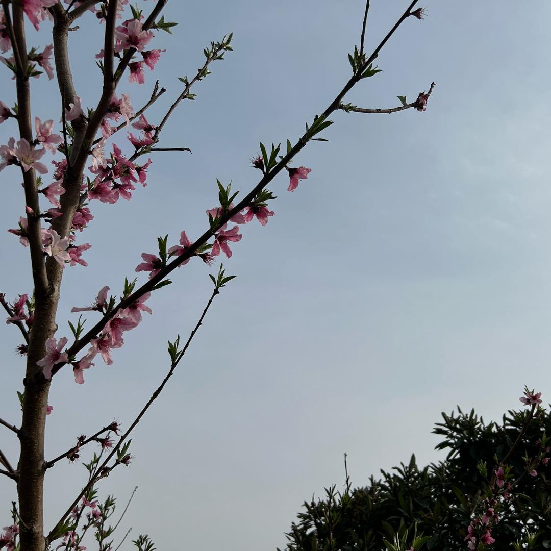 思 思🌻