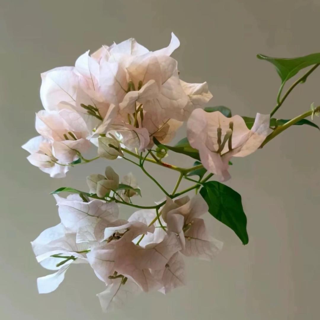 种花家三角梅