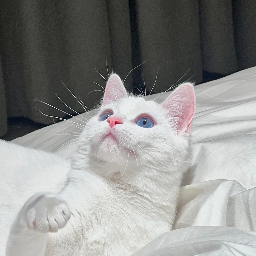 黄不请假˙