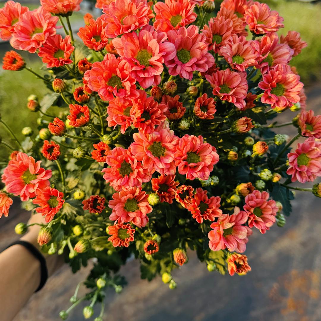 上海卉畔园艺工程有限公司企业店