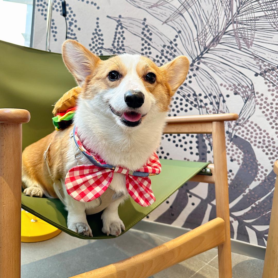 汉堡是只可爱的小柯基