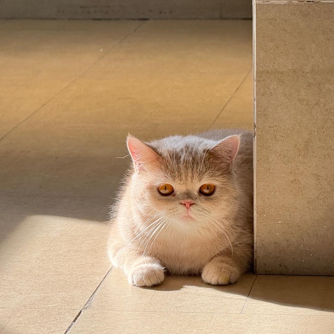 🐈