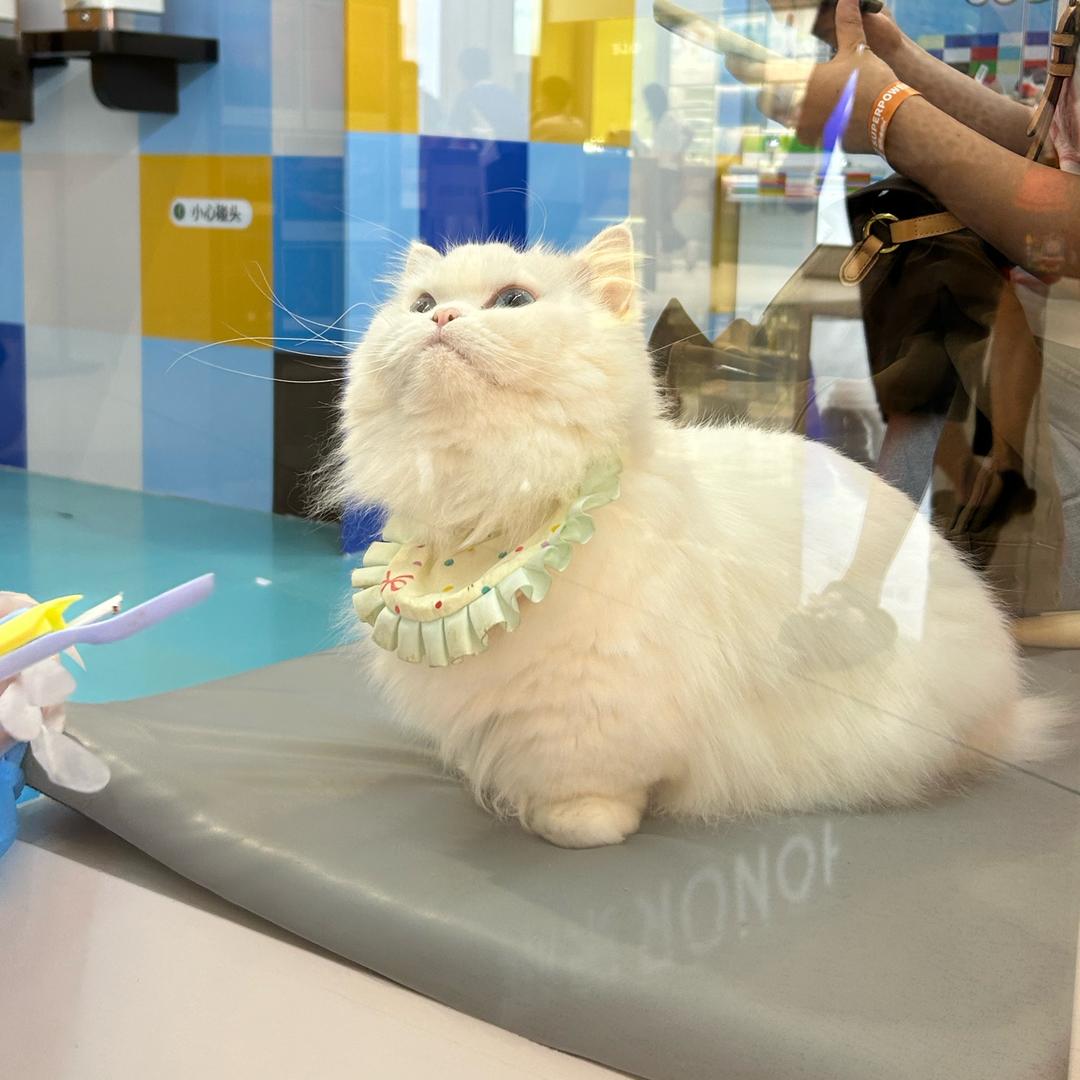 士多啤梨苹果橙