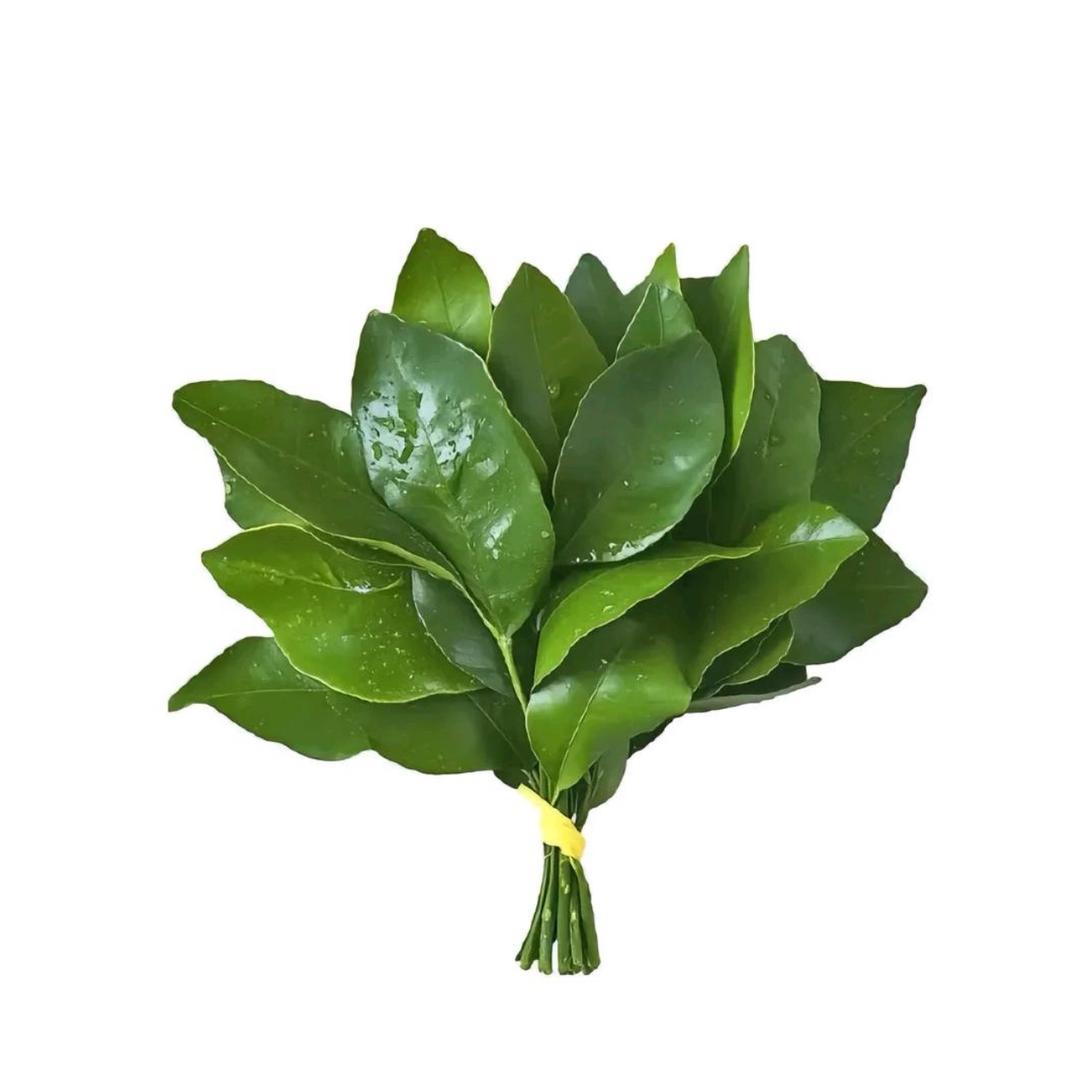 瑶瑶呀