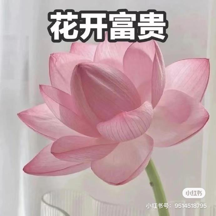 花开富贵花