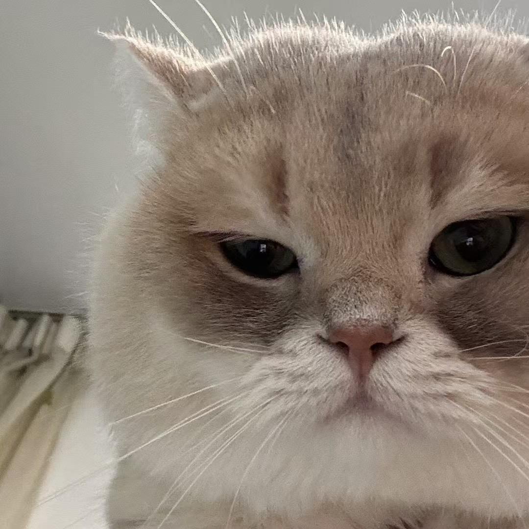 荼苏不是屠苏