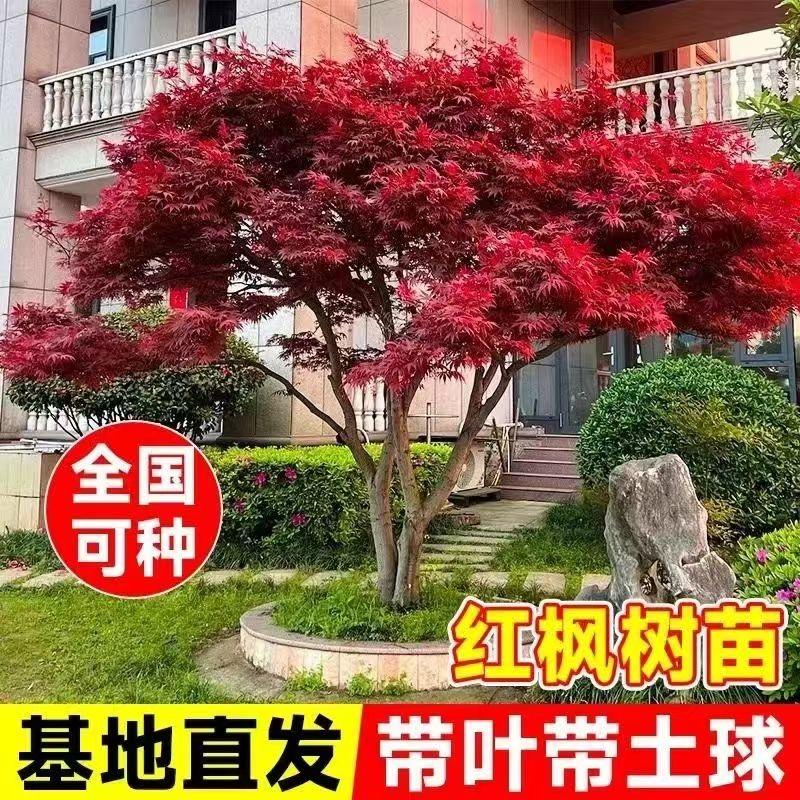 花木精选