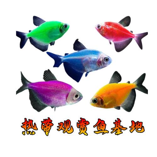 热带观赏鱼基地