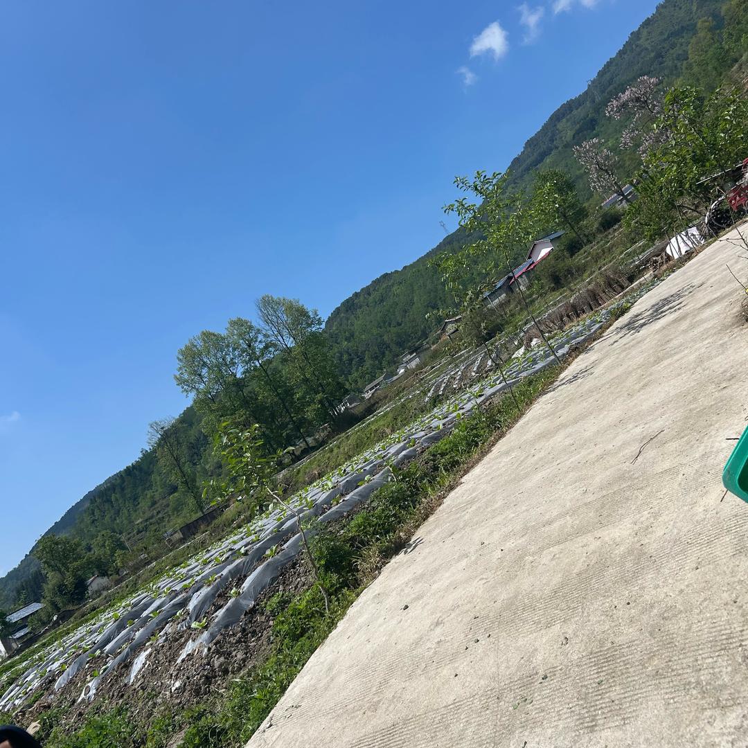 七彩、春风里木木
