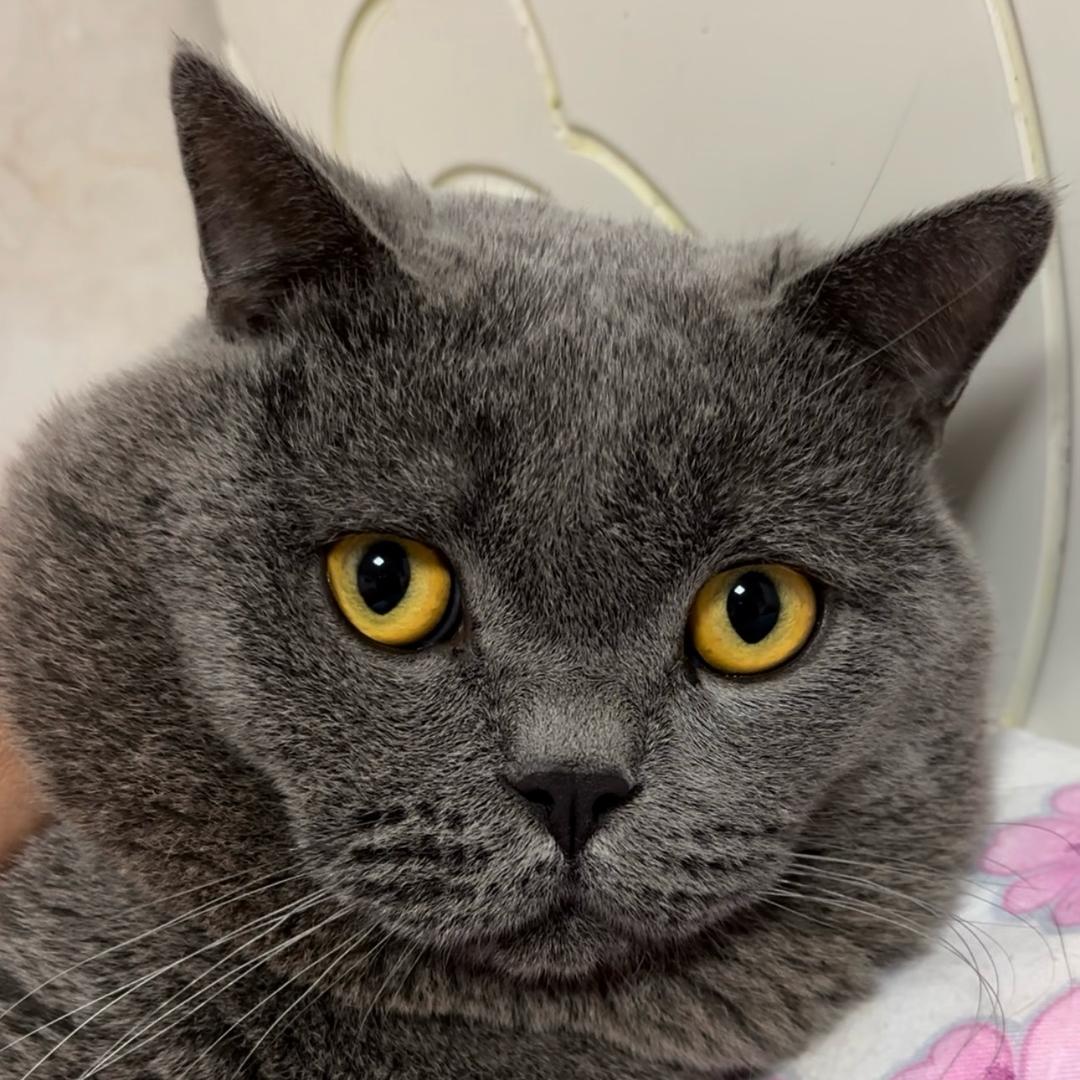 💋梦中情猫小五(蓝猫)