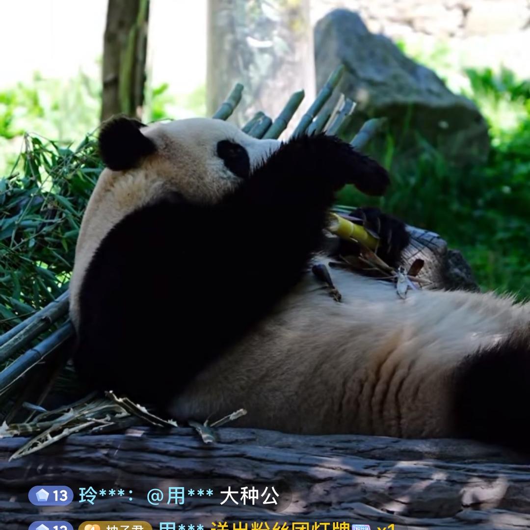 花园二队亮娃儿