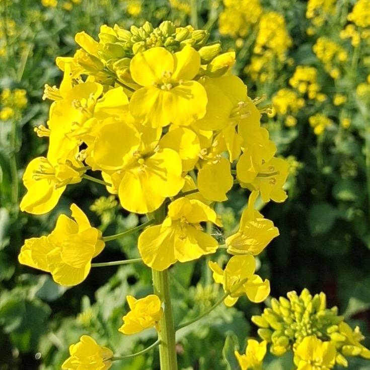 蓬蓬爱养生