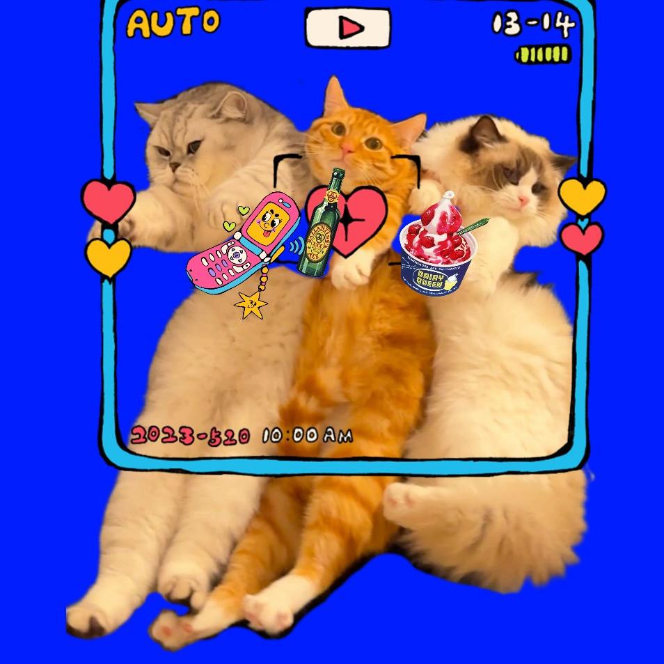 仨喵文妈