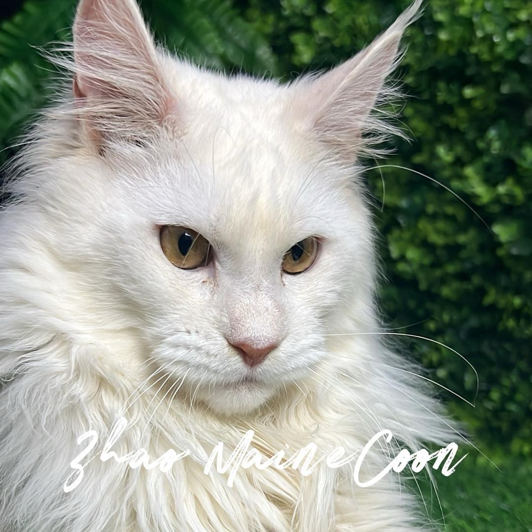 趙缅因Maine Coon