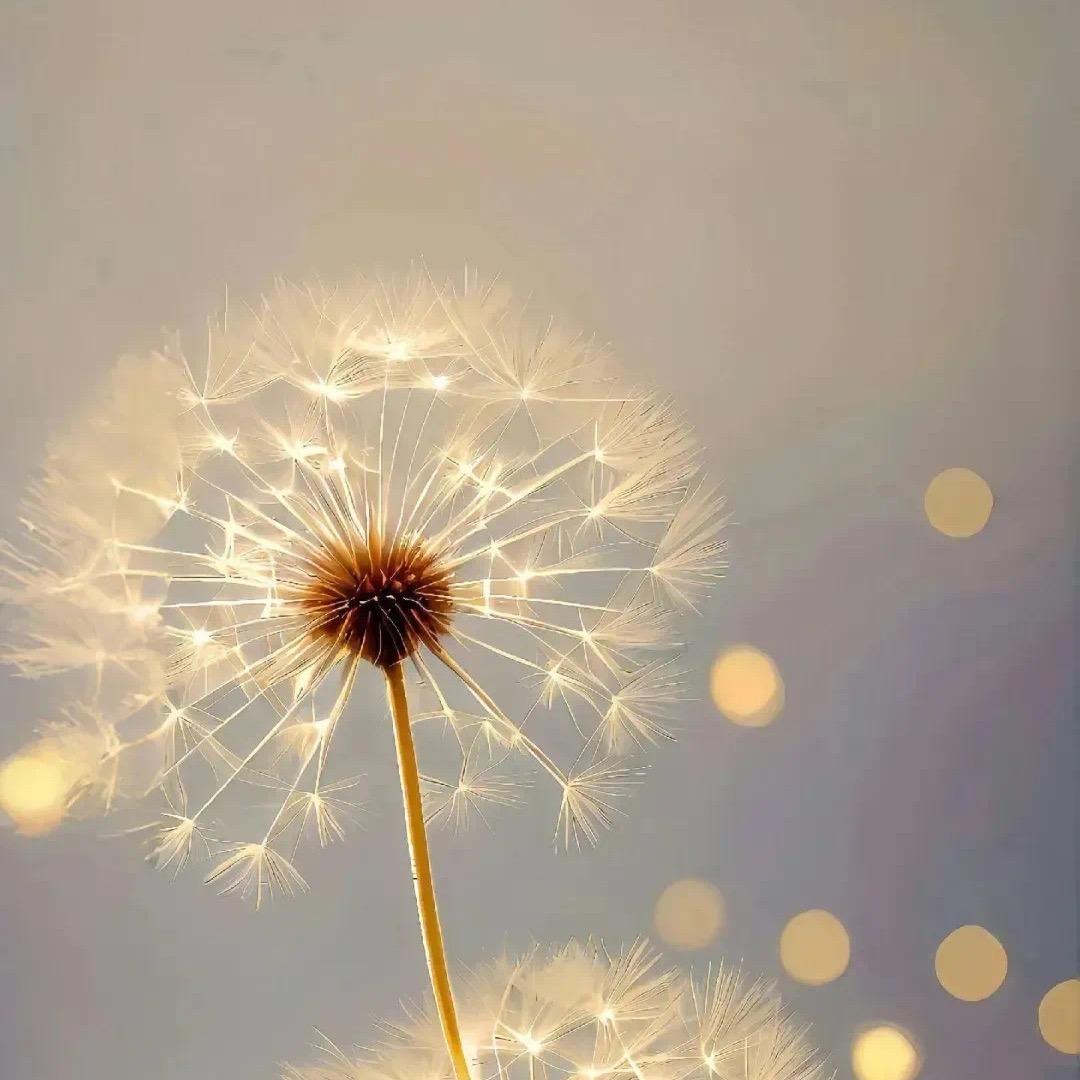 你的幸福比我的遗憾更重要@ღ᭄ 🥀若এ