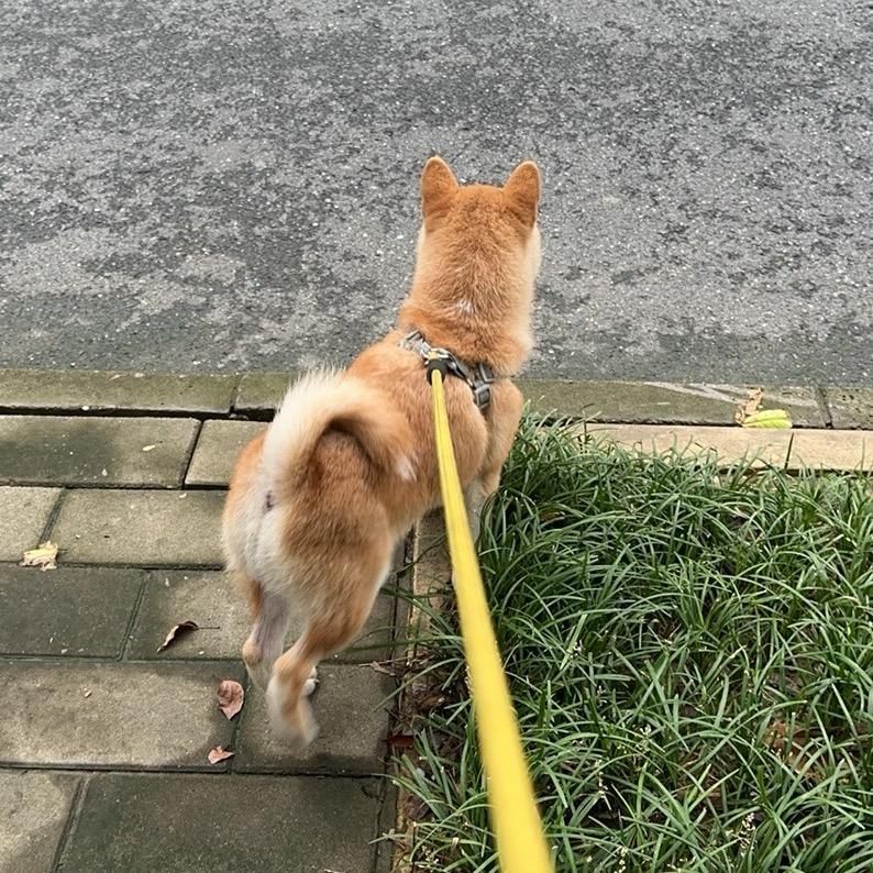 旺仔🐕