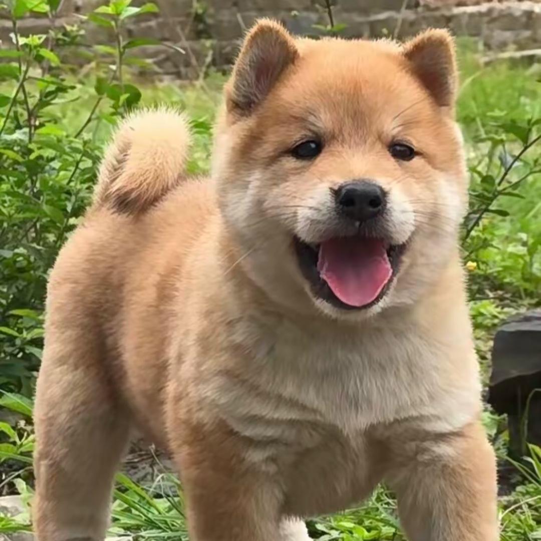 广西田园犬黄狗白面