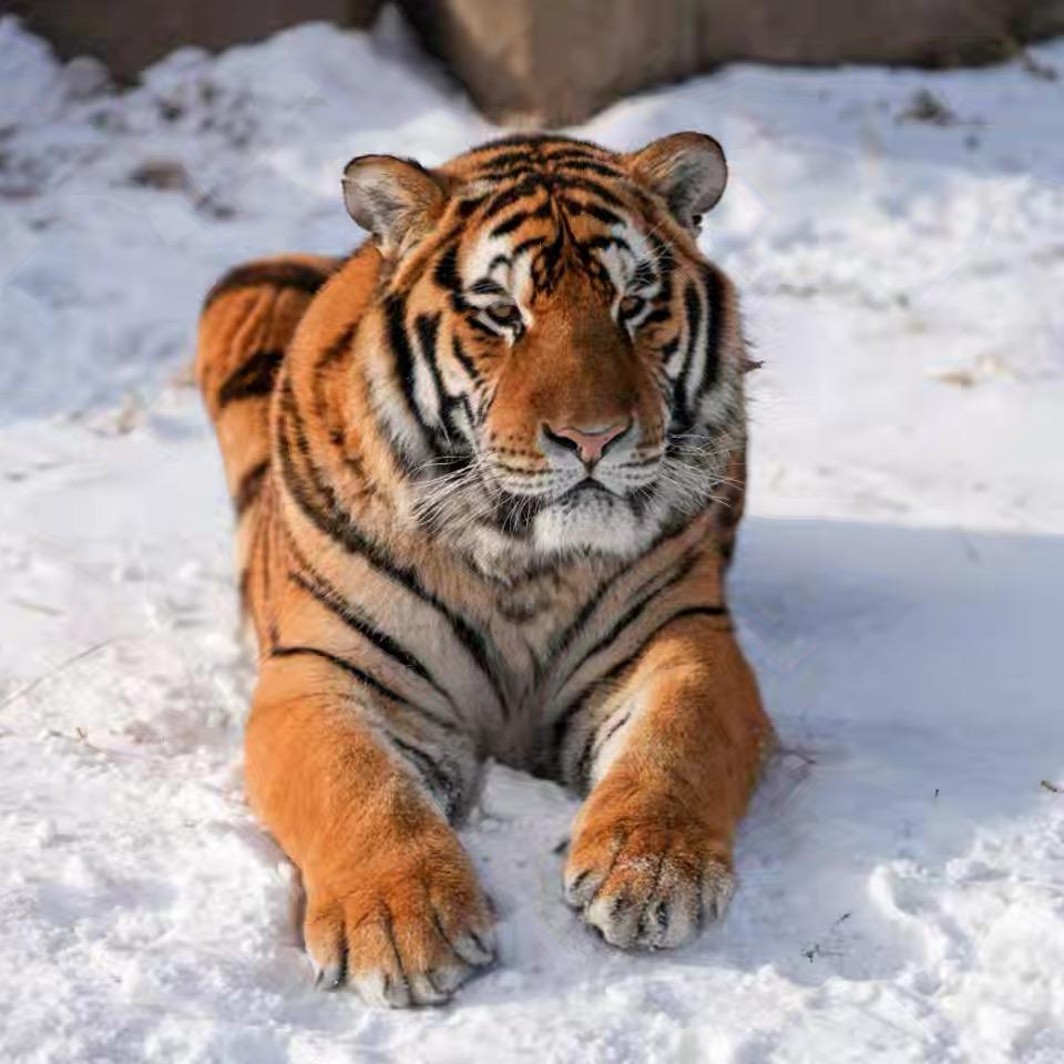 颖宝（小萌虎）