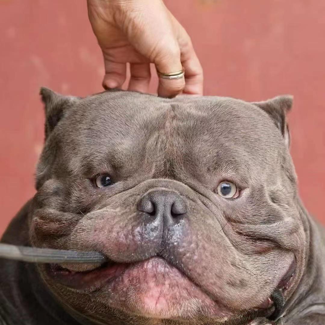 子皓萌宠（直播号）