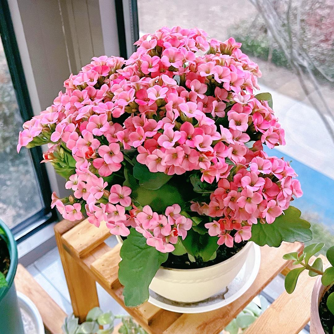 ❀ 花開埖謝 (˘͈ᵕ ˘͈)