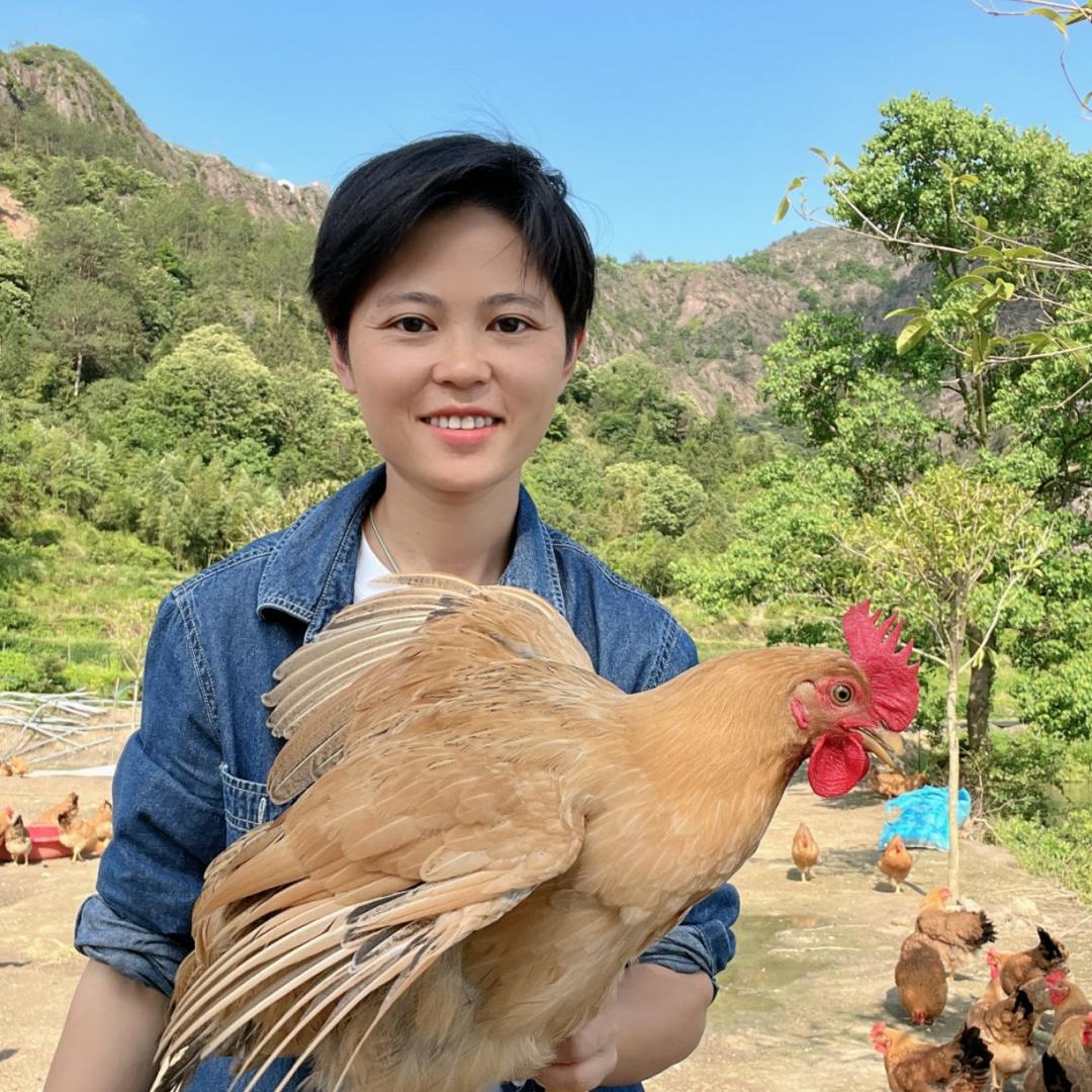 禽邦主鸡苗