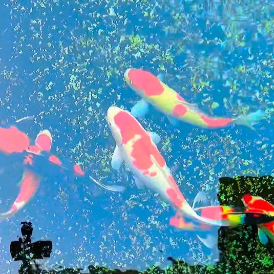 好运锦鲤（春节直播送祝福）