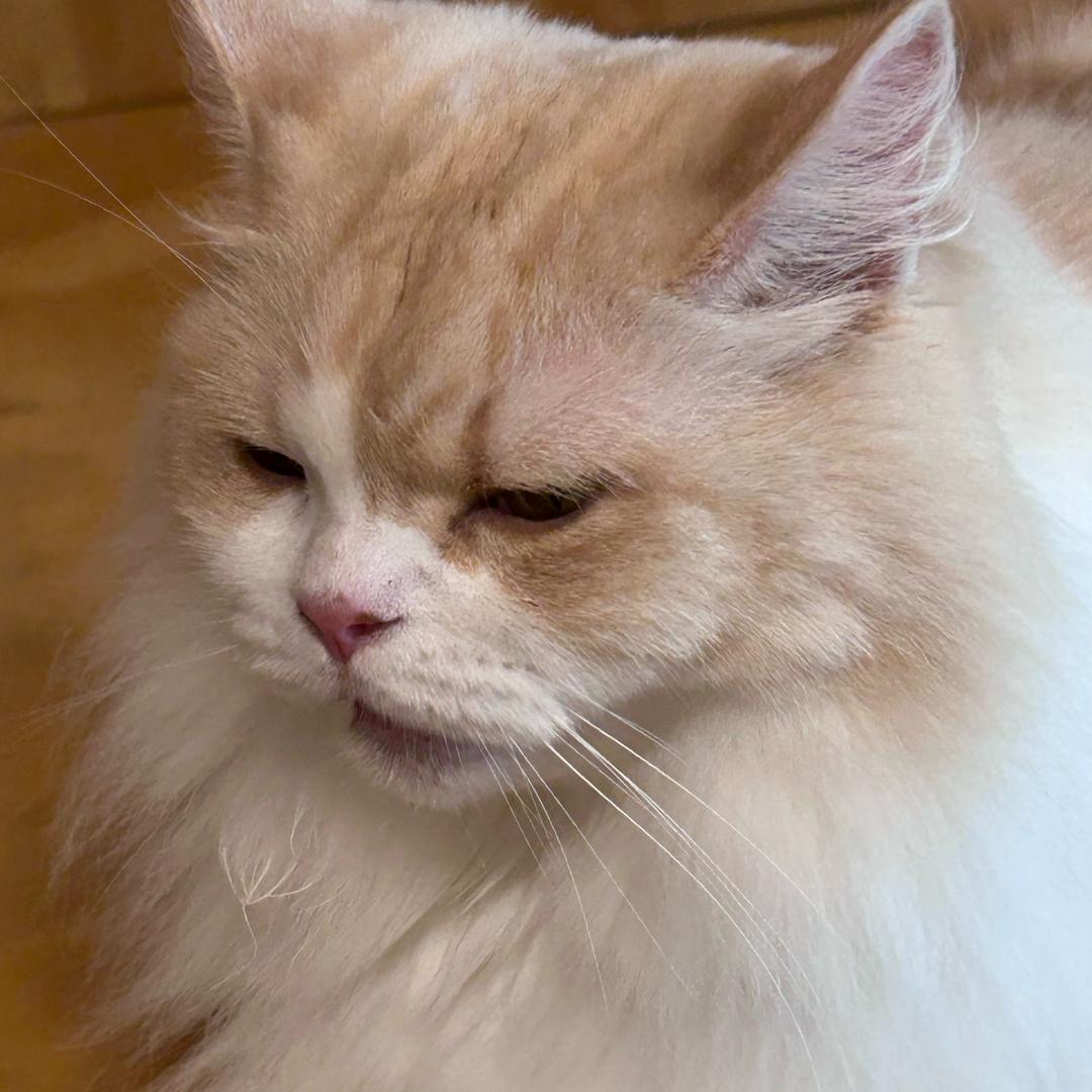 梦幻蘑菇（我恨二手烟）