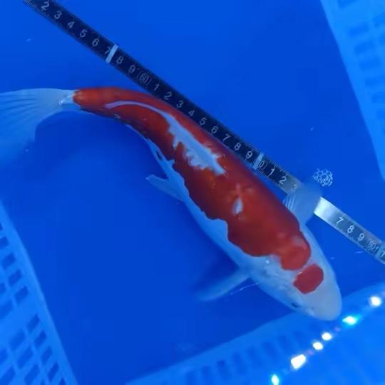 龙锦苑锦鲤研习社