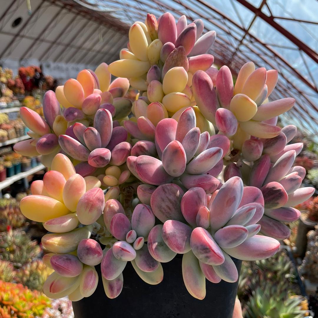 新疆 花年一舍